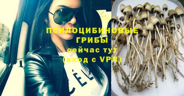 прущие грибы Пролетарск